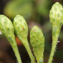 Image of sawtooth bristleweed