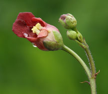 Scrophularia oregana Pennell resmi