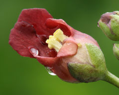 Scrophularia oregana Pennell resmi