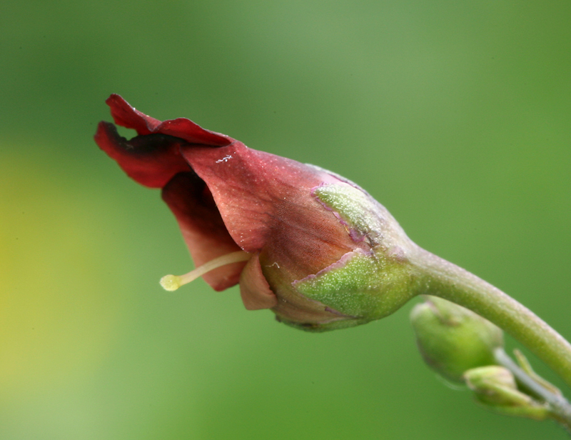 Scrophularia oregana Pennell resmi