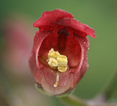 Scrophularia oregana Pennell resmi