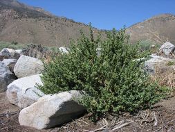 Image of horehound