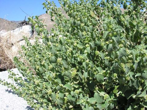 Image of horehound