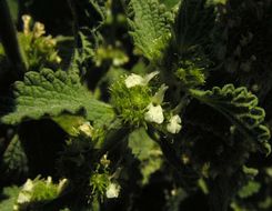 Image of horehound