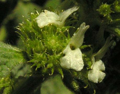 Image of horehound