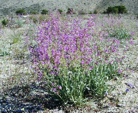 Image of Lone Pine beardtongue