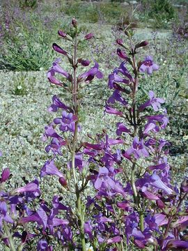 Image of Lone Pine beardtongue