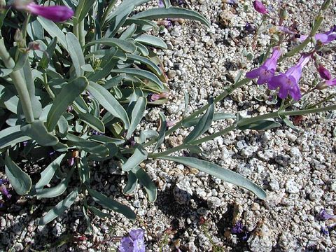 Image of Lone Pine beardtongue