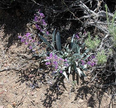 Image of Lone Pine beardtongue