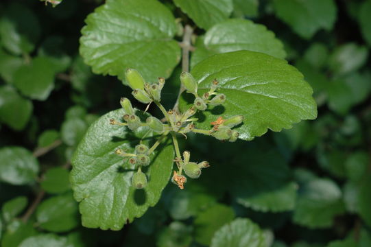 Image of common viburnum