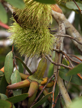 Image of Spider gum