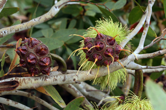 Image of Eucalyptus conferruminata D. J. Carr & S. G. M. Carr