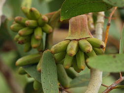 Слика од Eucalyptus conferruminata D. J. Carr & S. G. M. Carr