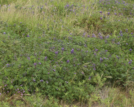 Image of hollowleaf annual lupine