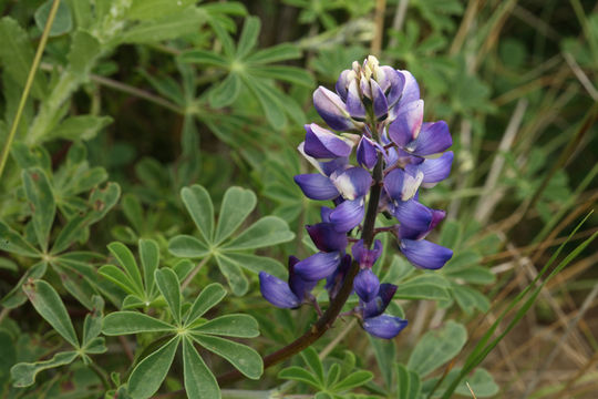 Image of hollowleaf annual lupine