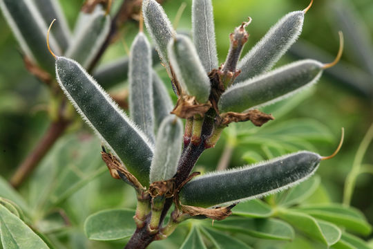 Image of hollowleaf annual lupine