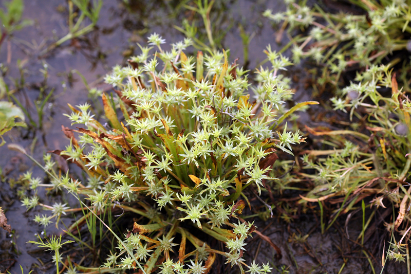 Imagem de Eryngium armatum (S. Wats.) Coult. & Rose