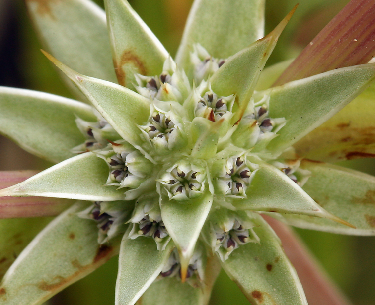 Eryngium armatum (S. Wats.) Coult. & Rose resmi