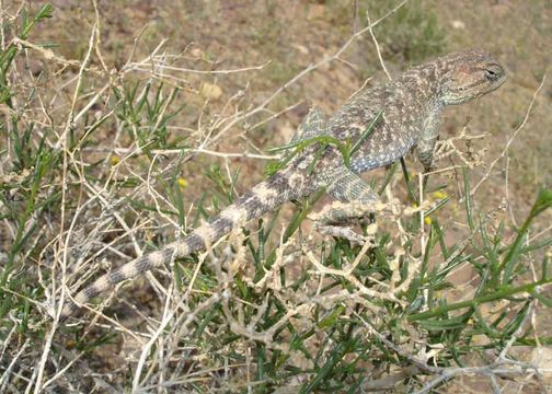 Imagem de Trapelus agilis (Olivier 1807)