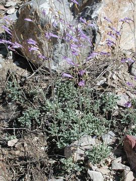 Image of pinyon beardtongue