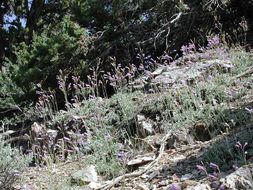 Image of pinyon beardtongue