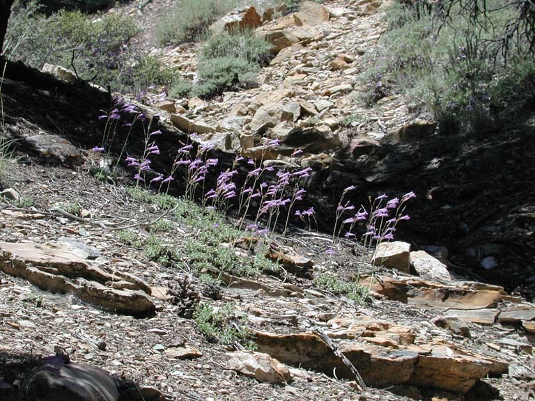 Image of pinyon beardtongue