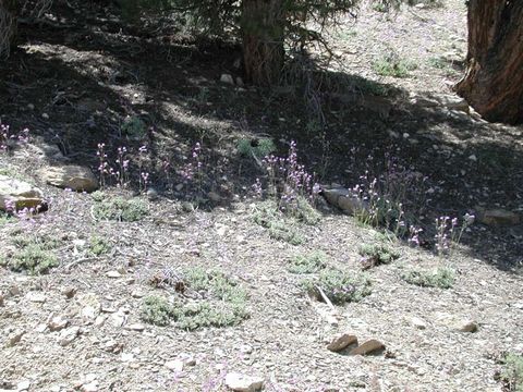 Image of pinyon beardtongue