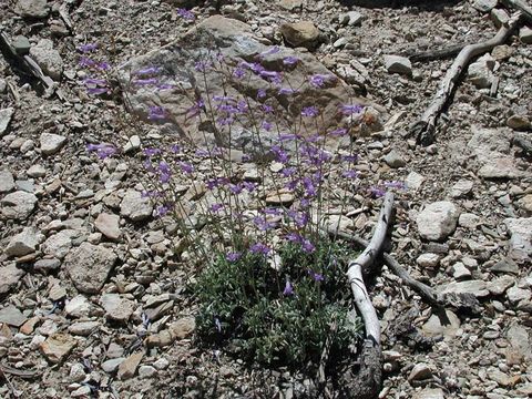 Image of pinyon beardtongue