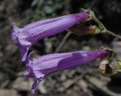 Image of pinyon beardtongue