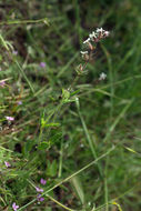 Image of common catchfly