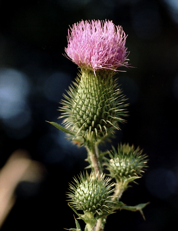 Image of Spear Thistle