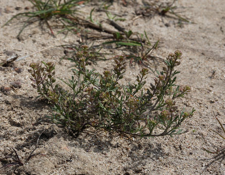 Sivun Lepidium oblongum Small kuva