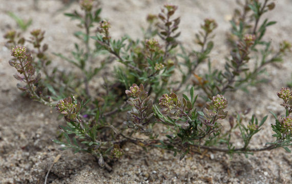 Image of veiny pepperweed