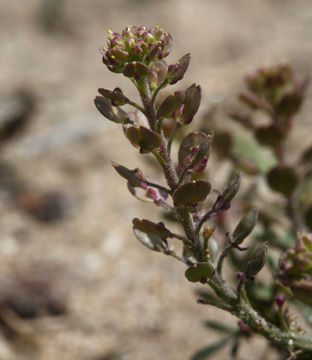 Sivun Lepidium oblongum Small kuva