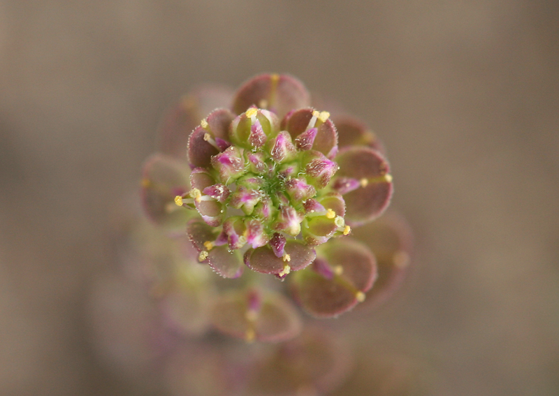 Sivun Lepidium oblongum Small kuva