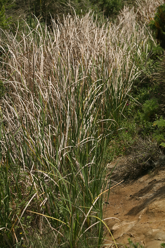 Image of southern cat-tail