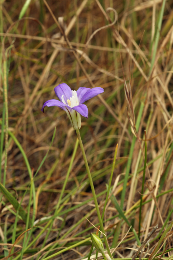 صورة Brodiaea jolonensis Eastw.