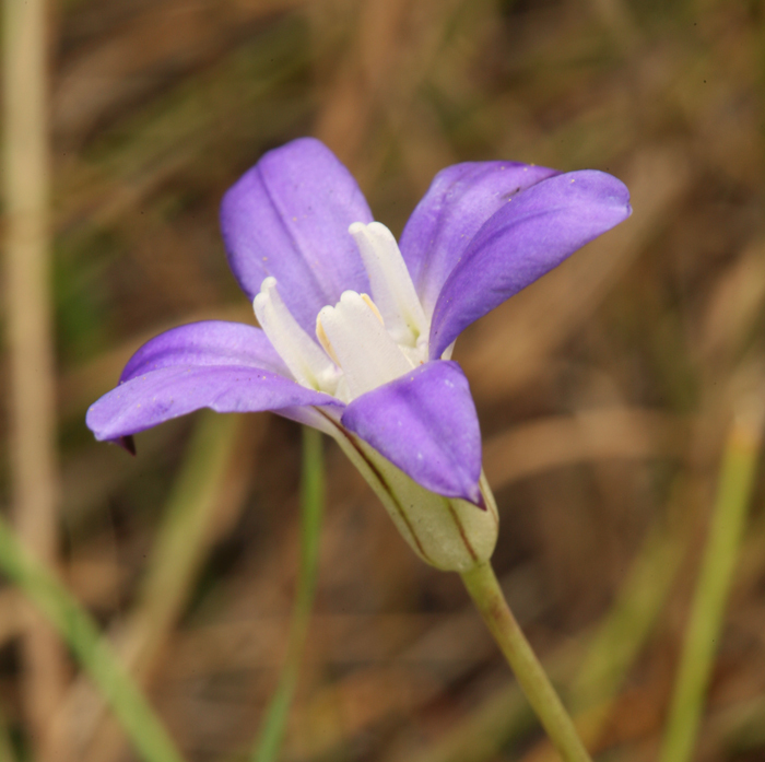 صورة Brodiaea jolonensis Eastw.