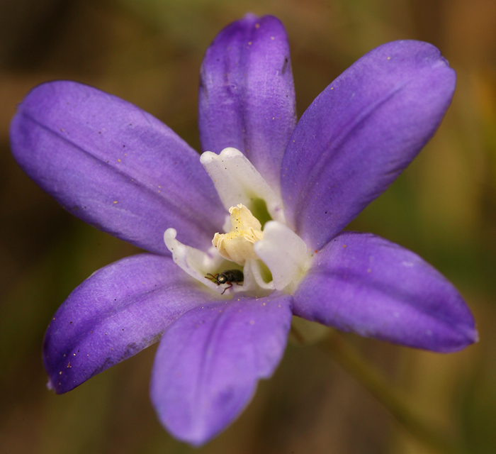 صورة Brodiaea jolonensis Eastw.