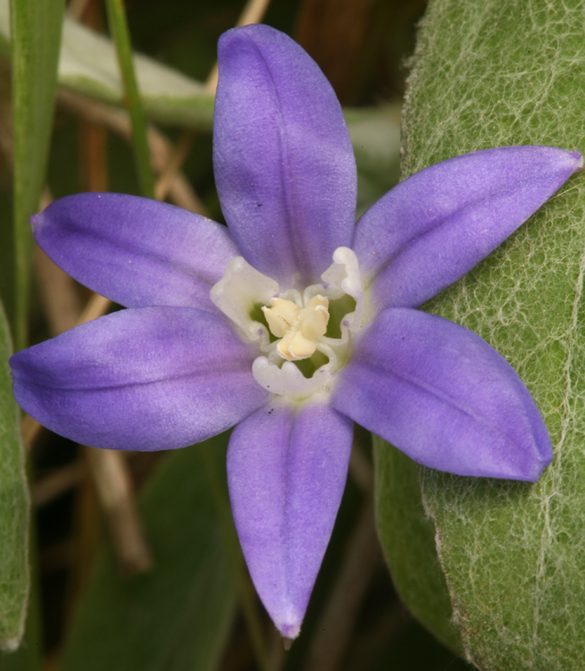 صورة Brodiaea jolonensis Eastw.