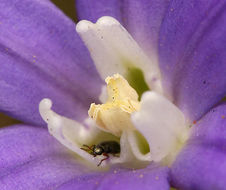 صورة Brodiaea jolonensis Eastw.