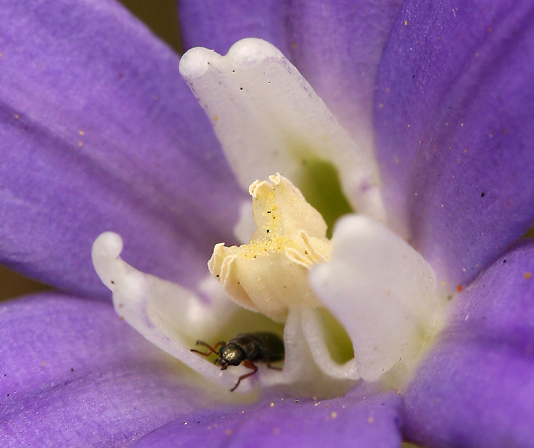 صورة Brodiaea jolonensis Eastw.