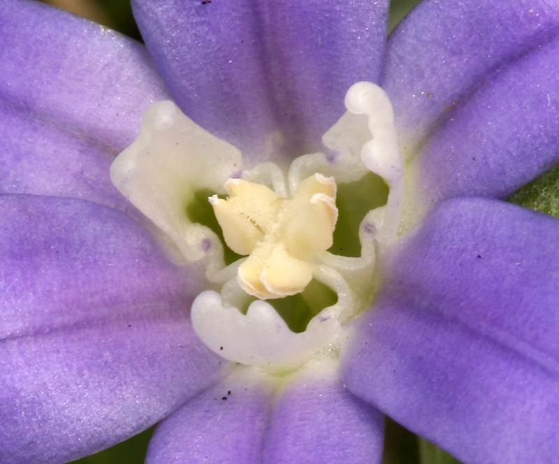 صورة Brodiaea jolonensis Eastw.