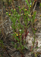 Image of Dwarf Coastweed