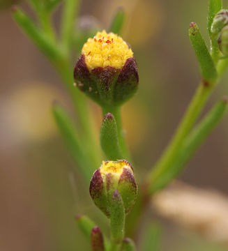 Image of Dwarf Coastweed