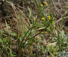 Image of sharptooth blacksnakeroot