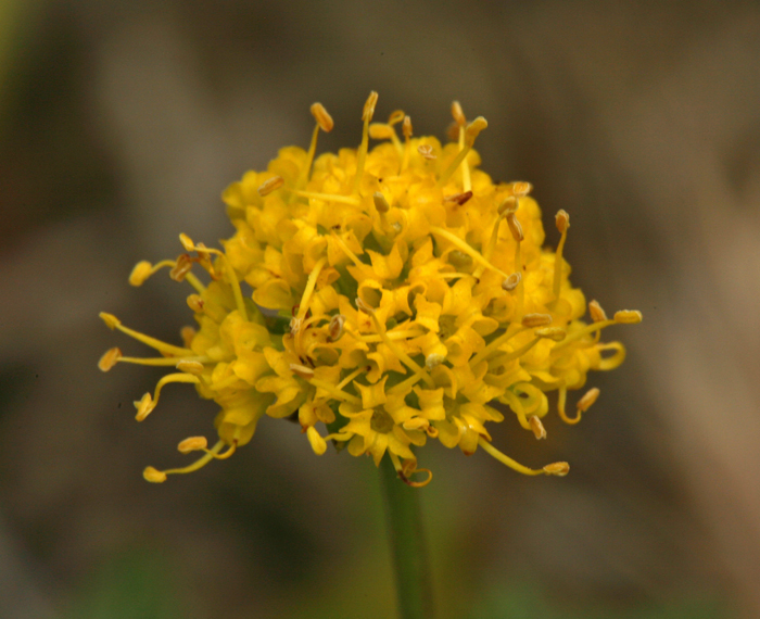 Image of sharptooth blacksnakeroot