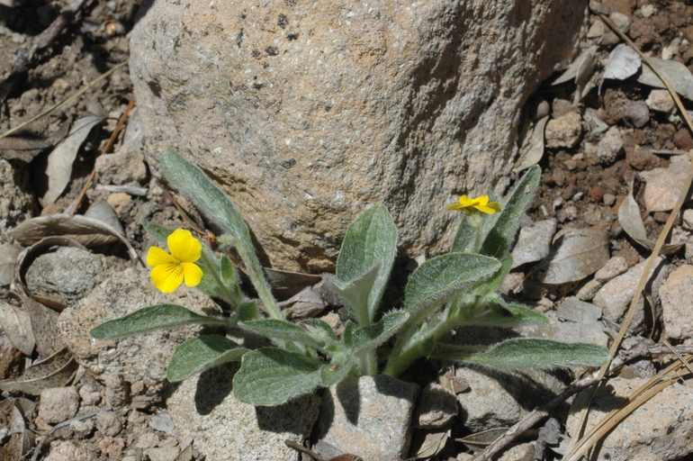 Sivun Viola tomentosa M. S. Baker & J. Clausen kuva