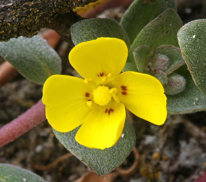 Image of <i>Camissoniopsis <i>cheiranthifolia</i></i> ssp. cheiranthifolia