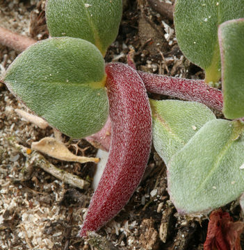 Image of <i>Camissoniopsis <i>cheiranthifolia</i></i> ssp. cheiranthifolia